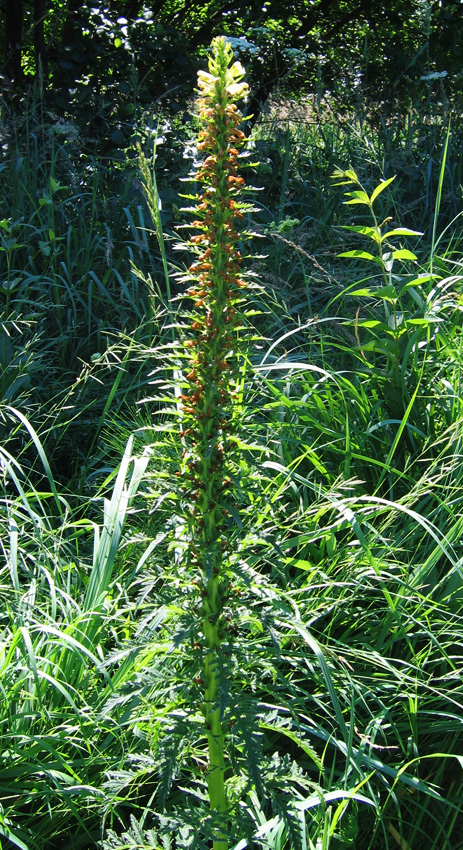 Изображение особи Pedicularis exaltata.