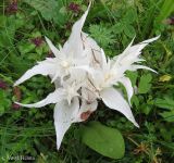 Epipactis helleborine. Бесхлорофильное растение на стадии формирования цветоноса. Украина, Ивано-Франковская обл., Надворнянский р-н, природный заповедник \"Горганы\", усадьба Горганского лесничества, луг на берегу реки. 20 июня 2011 г.