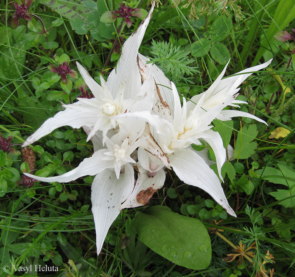 Изображение особи Epipactis helleborine.