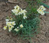 Linaria macrostachya