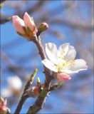 Image of taxon representative. Author is Михаил Лучкин