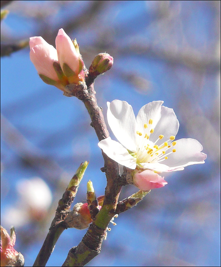 Изображение особи Amygdalus communis.