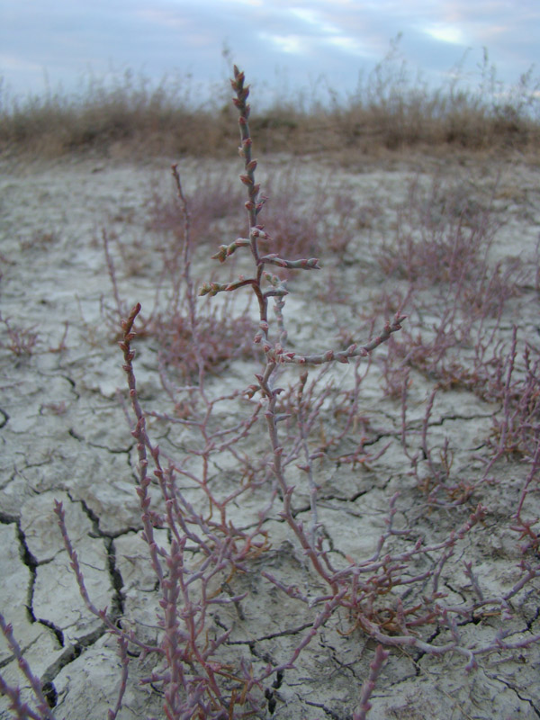 Image of Ofaiston monandrum specimen.