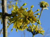 Cornus mas