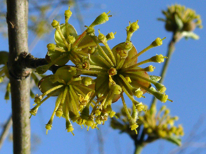 Image of Cornus mas specimen.