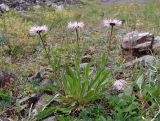 Erigeron venustus