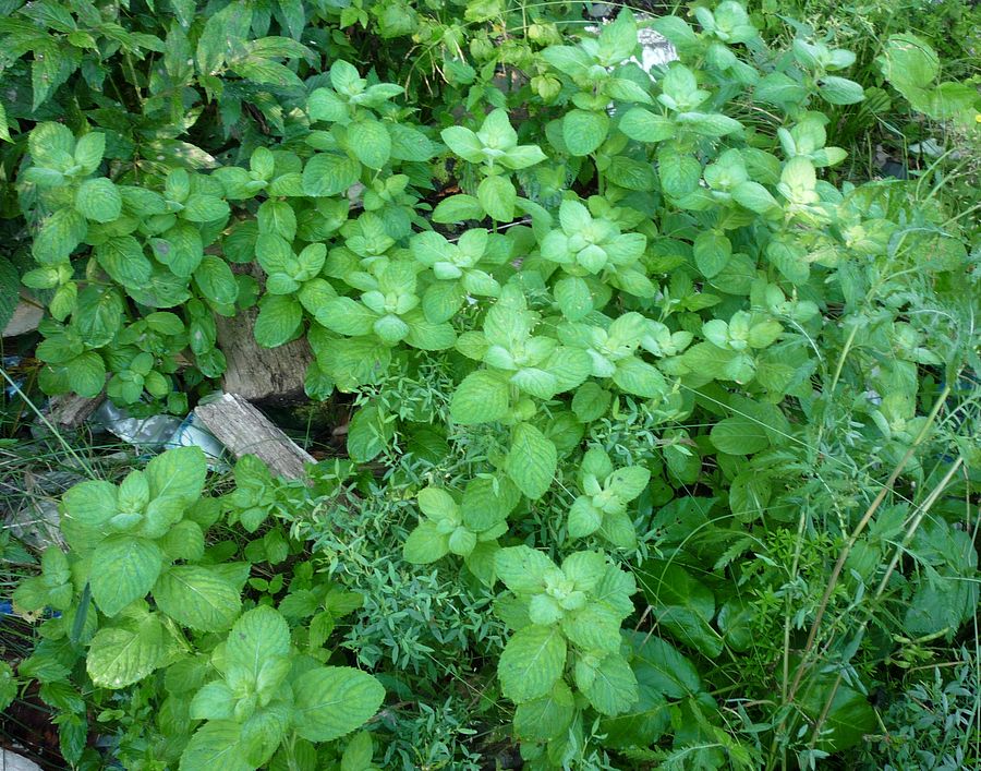 Image of genus Mentha specimen.