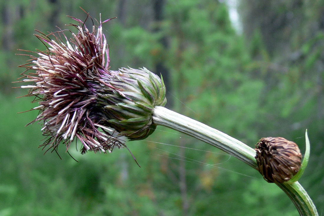 Изображение особи Cirsium heterophyllum.