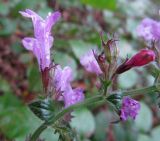 Clinopodium menthifolium. Часть соцветия. Испания, Страна Басков, Арратия, берег водохранилища. Ноябрь 2011 г.