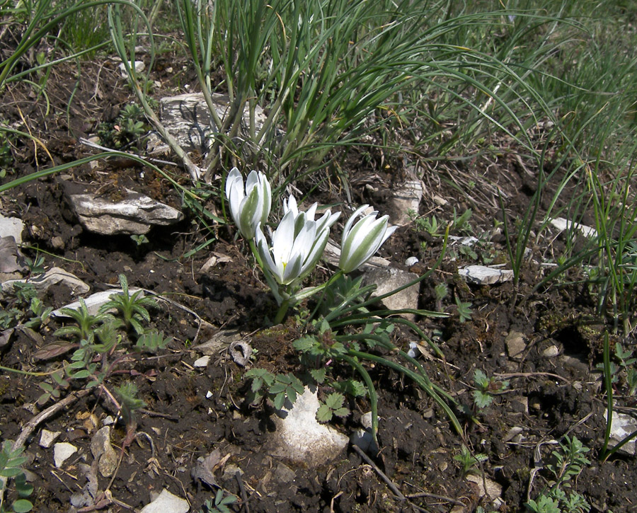 Изображение особи Ornithogalum navaschinii.