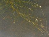 Potamogeton × franconicus. Побеги. Нидерланды, провинция Drenthe, Roderwolde, мелиоративный канал с медленно текущей водой. 26 июня 2011 г.