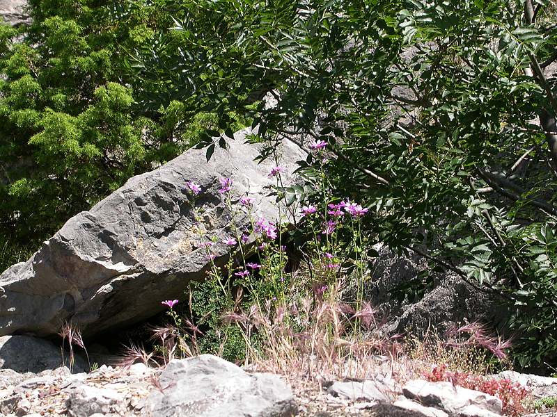 Image of Malva sylvestris specimen.