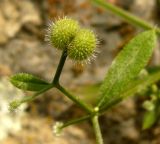 Galium aparine. Часть соплодия. Копетдаг, Чули. Май 2011 г.