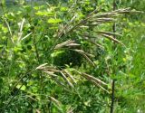 Bromopsis inermis. Соцветие. Нижегородская обл., Кстовский р-н, берег р. Кудьма. 14.07.2011.