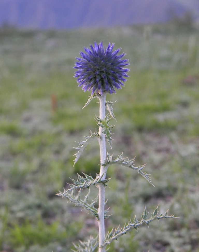 Image of Echinops sibiricus specimen.