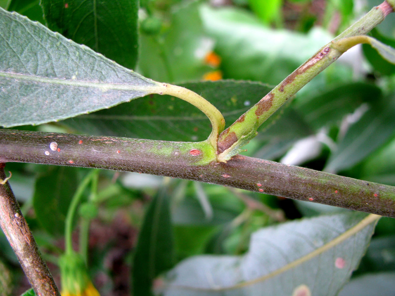 Изображение особи Salix &times; fragilis.