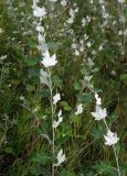 Populus alba