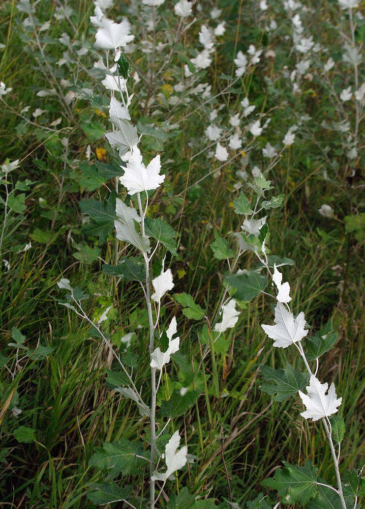 Изображение особи Populus alba.