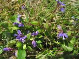 Polygala serpyllifolia. Цветущие побеги. Нидерланды, провинция Drenthe, окрестности населённого пункта Havelte, влажная луговина. 24 мая 2009 г.