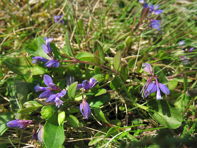 Image of Polygala serpyllifolia specimen.