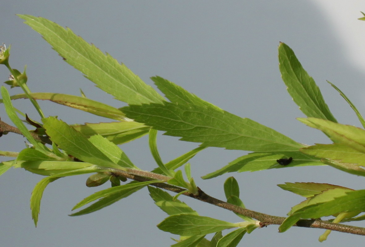 Изображение особи Spiraea thunbergii.