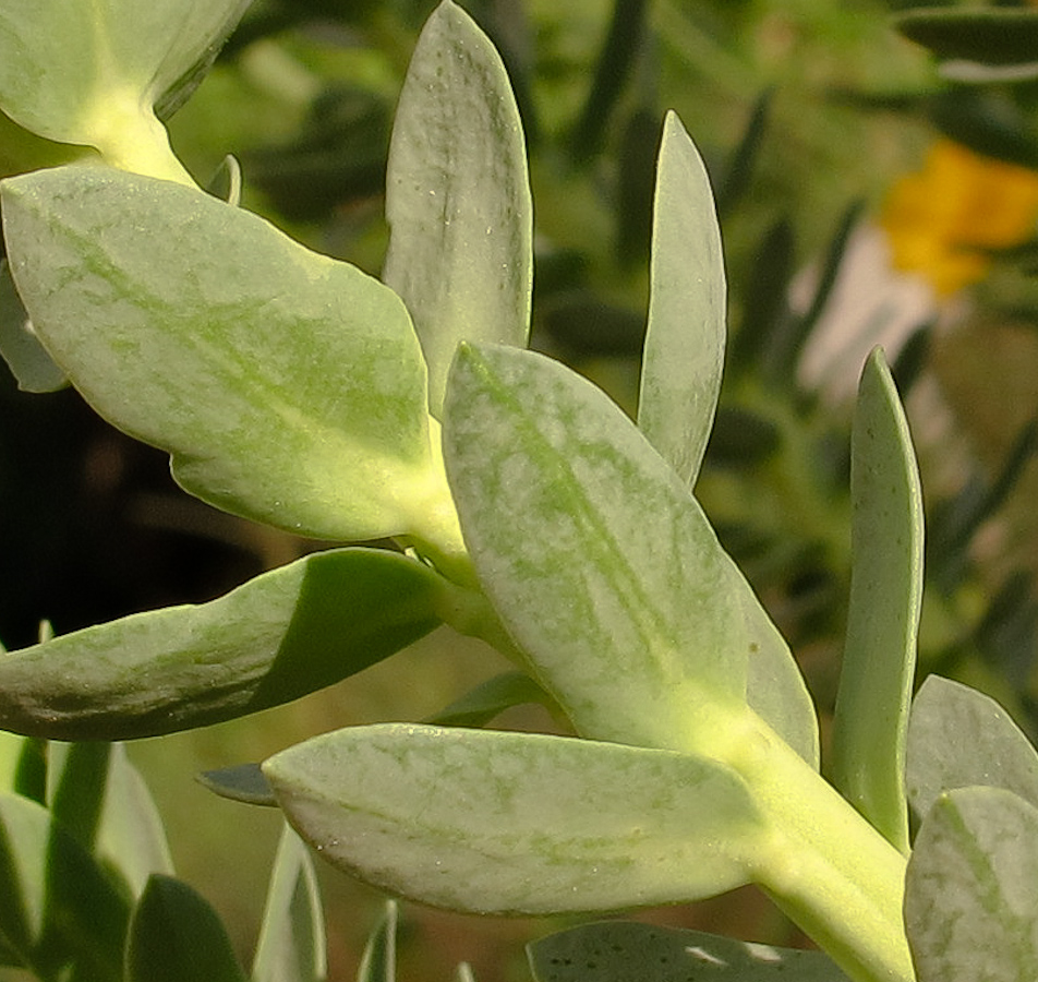 Изображение особи Euphorbia paralias.