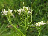 Alliaria petiolata