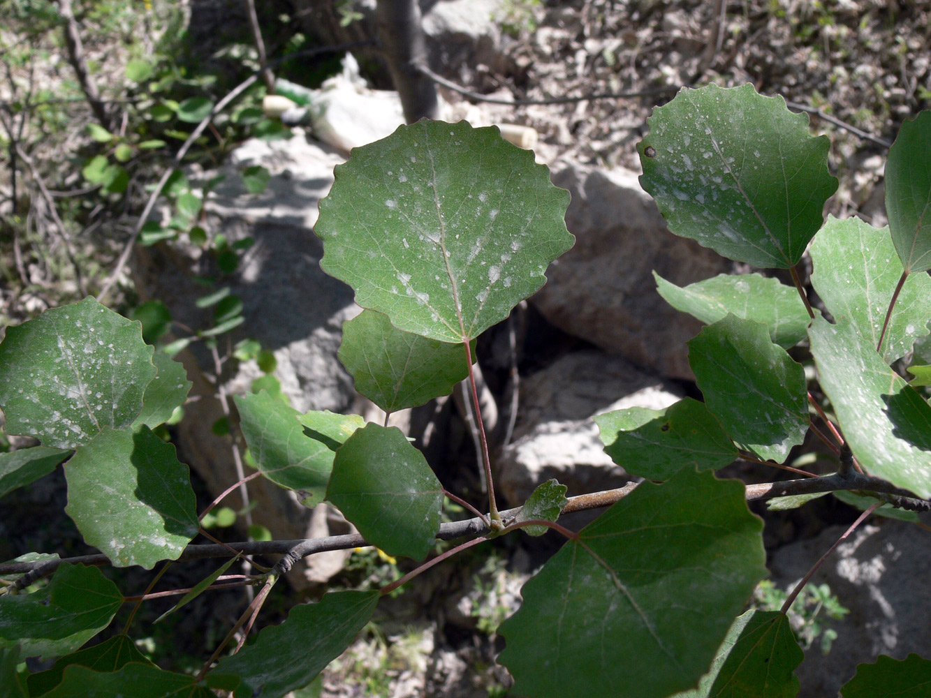 Image of Populus tremula specimen.