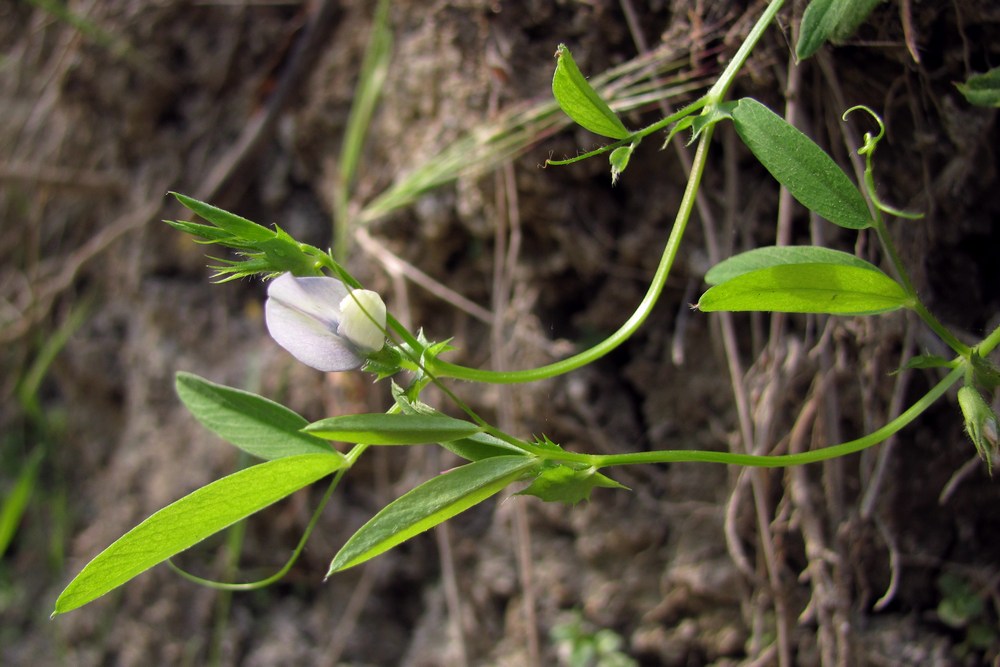 Изображение особи Vicia bithynica.