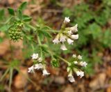 Dorycnium herbaceum. Соцветия. Крым, окраины г. Ялты. 25 мая 2012 г.