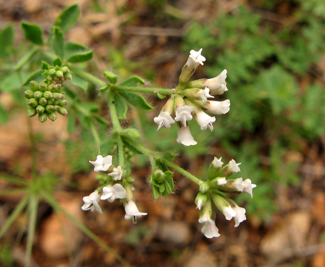 Image of Dorycnium herbaceum specimen.