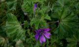 Malva sylvestris