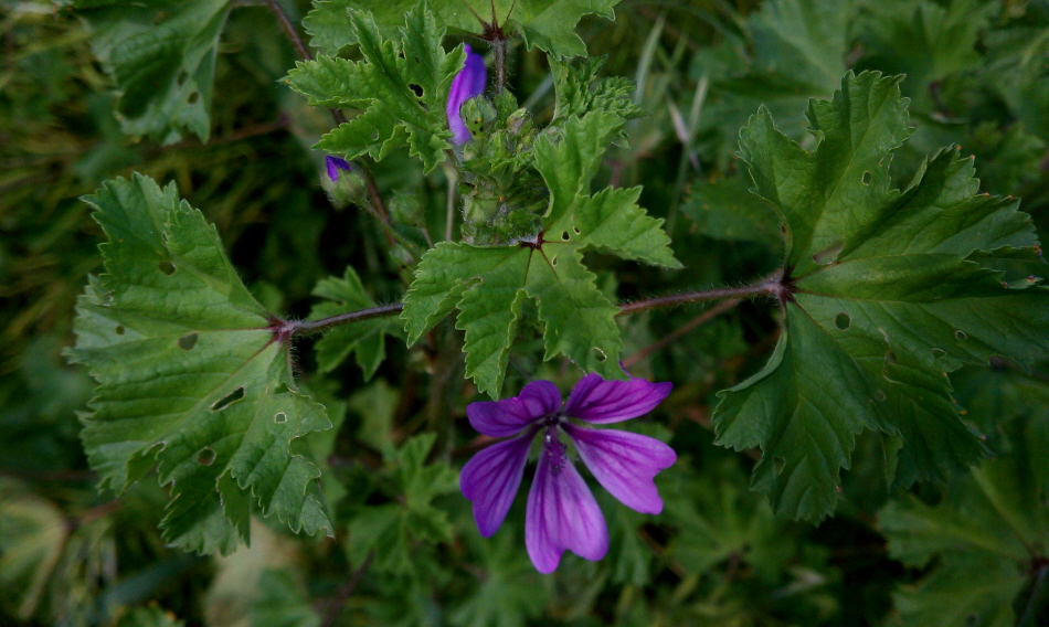 Изображение особи Malva sylvestris.