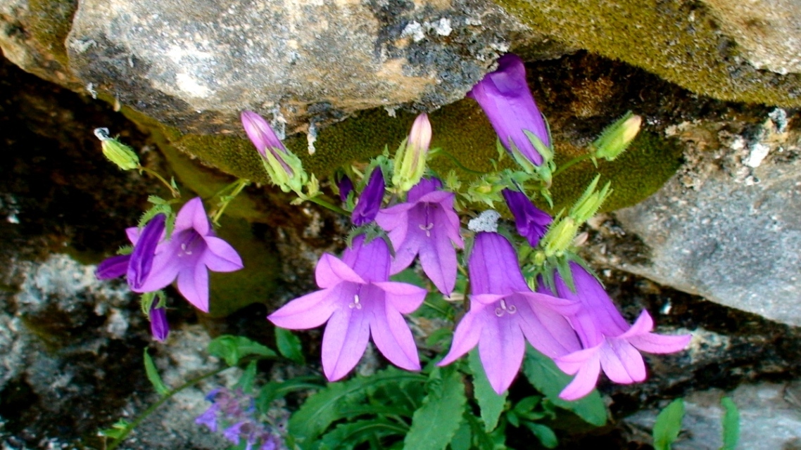 Изображение особи Campanula hohenackeri.