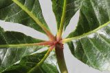 Aesculus × carnea. Основание листа. Германия, г. Кемпен, в парке. 14.06.2012.