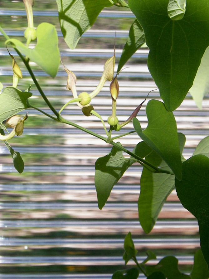 Image of Aristolochia contorta specimen.