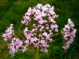 Valeriana alternifolia. Соцветие. Республика Саха (Якутия), Томпонский р-н, окрестности села Кескил. 11.07.2012.