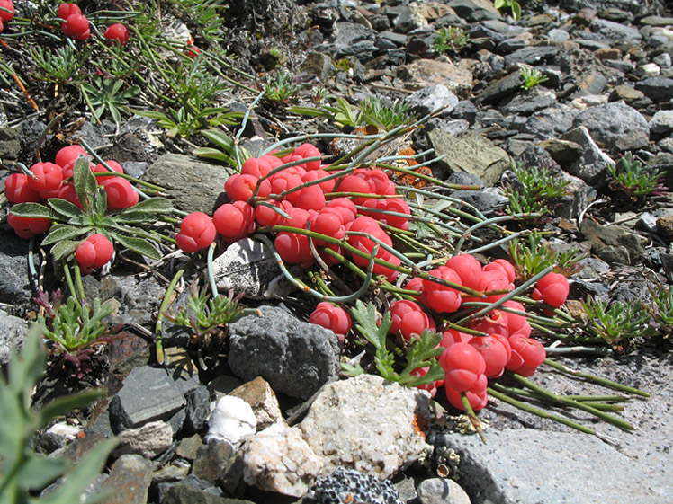 Изображение особи Ephedra monosperma.