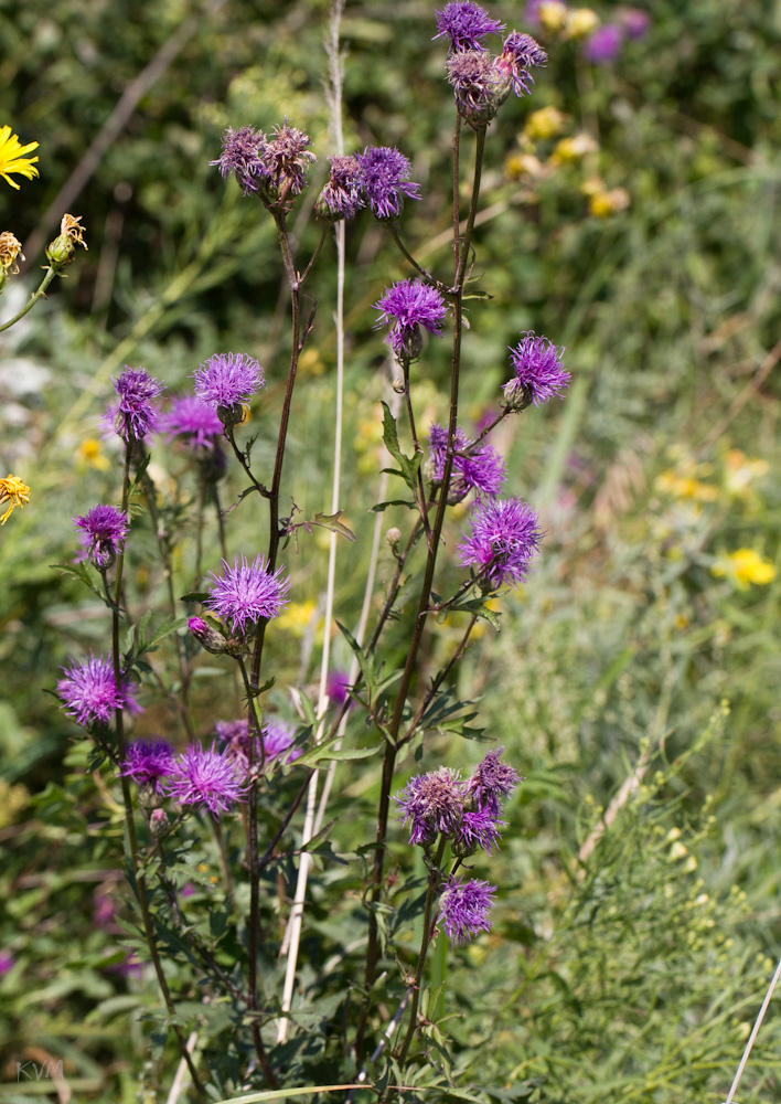 Изображение особи Serratula coronata.
