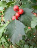 Crataegus submollis. Плоды и листья. Подмосковье, г. Одинцово, придомовые посадки. Сентябрь 2012 г.