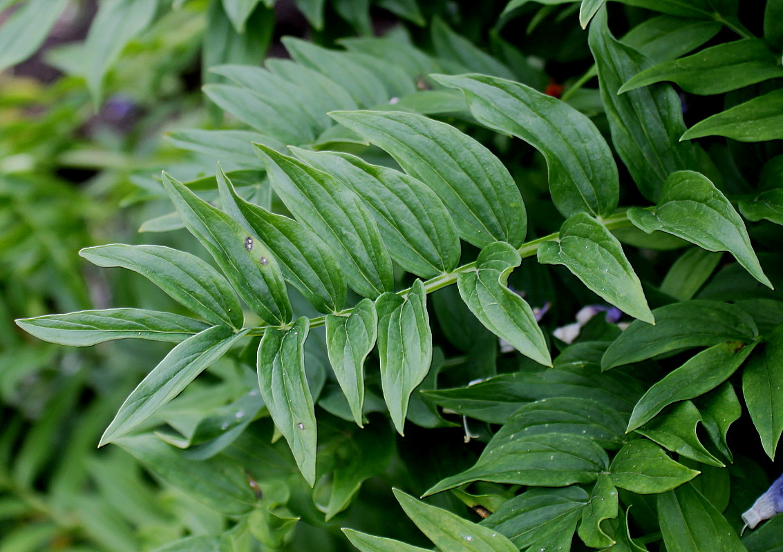 Изображение особи Polemonium caeruleum.