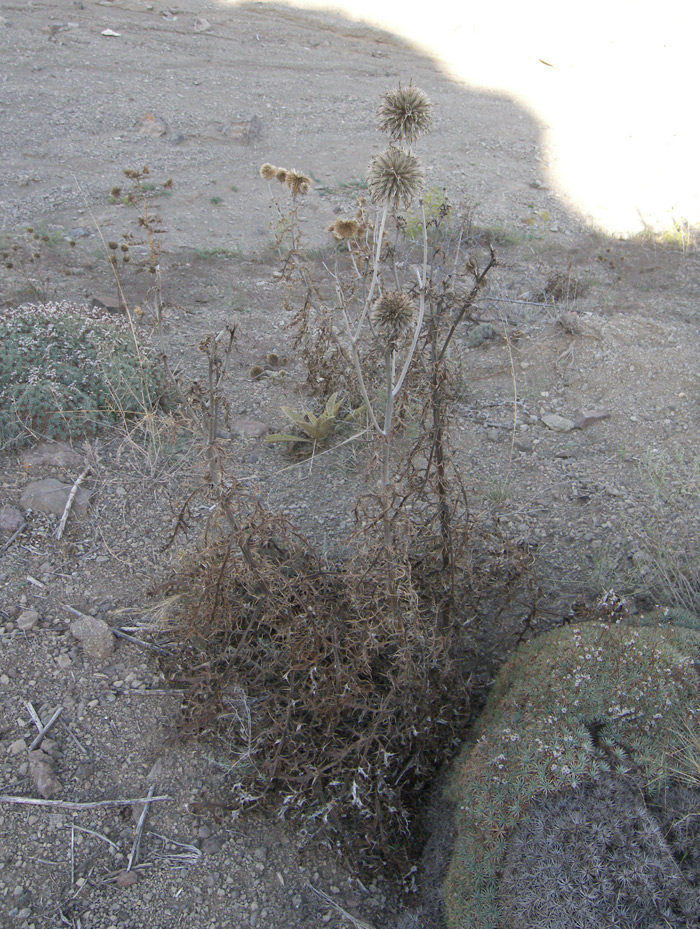 Image of Echinops polyacanthus specimen.