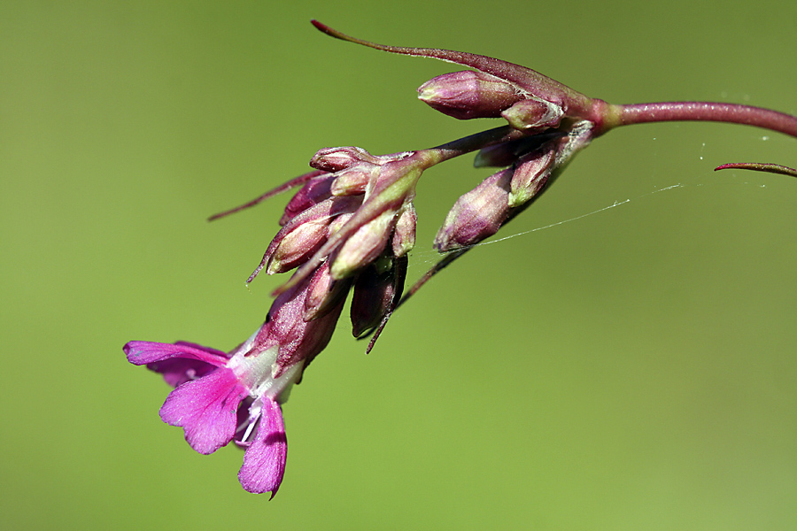 Изображение особи Viscaria vulgaris.