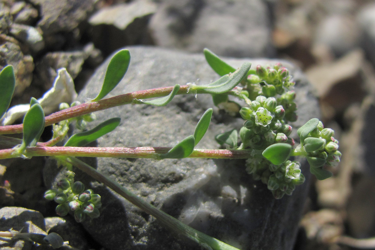 Изображение особи Corrigiola litoralis.