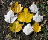 Populus alba