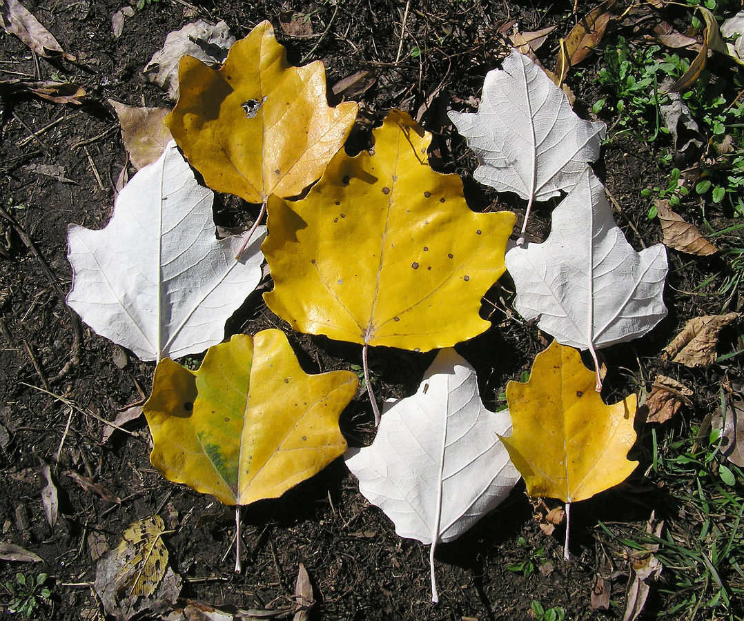 Image of Populus alba specimen.