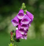 Digitalis purpurea