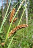 Image of taxon representative. Author is Геннадий Окатов