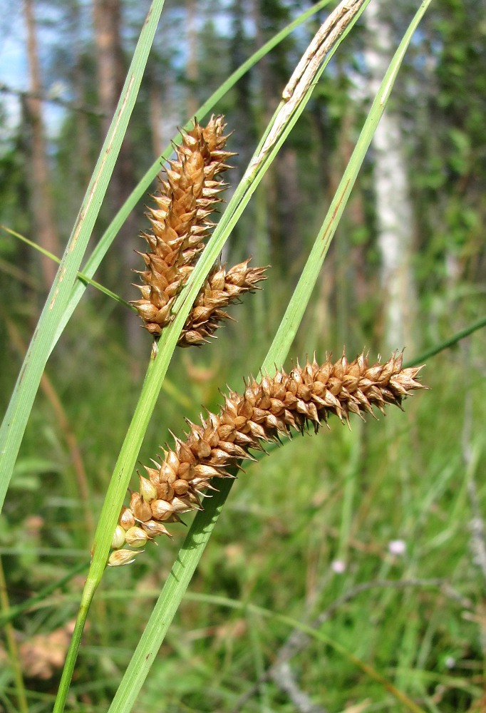 Изображение особи Carex &times; pannewitziana.