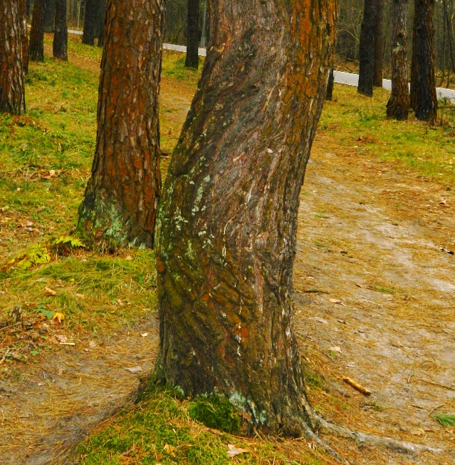 Изображение особи Pinus sylvestris.